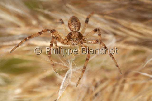 Philodromidae_0486.JPG - France, Araneae, Philodromidae, Araignée, Philodrome (Philodromus sp), Running crab spider